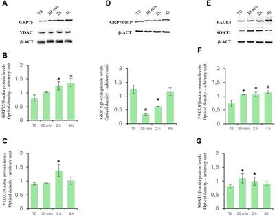 Potential role of mitochondria and endoplasmic reticulum in the response elicited by D-aspartate in TM4 Sertoli cells